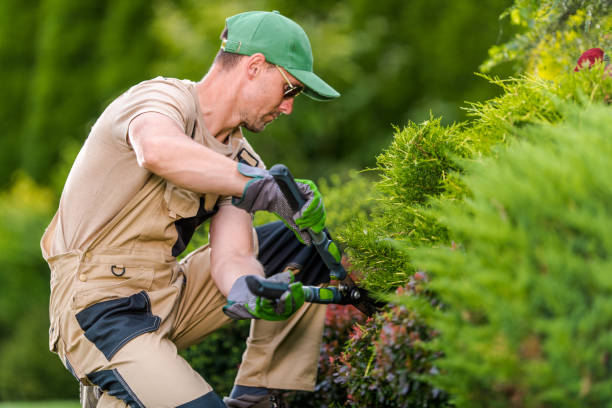 istock Professional Gardener Trimming Shrubs Closeup 1469505590