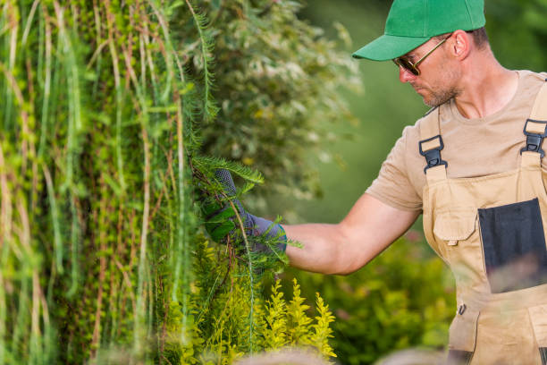 istock Professional Gardener Performing Plant Inspection 1469505621