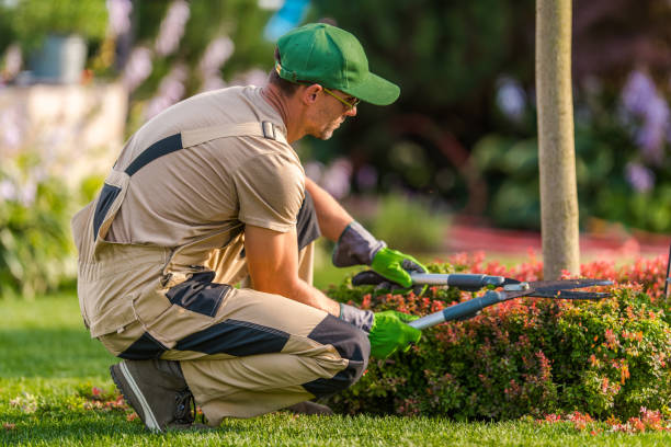 istock Professional Gardener Performing Plant Trimming 1469506158