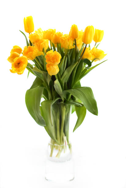 istock Glass vase with yellow tulips 1469506763
