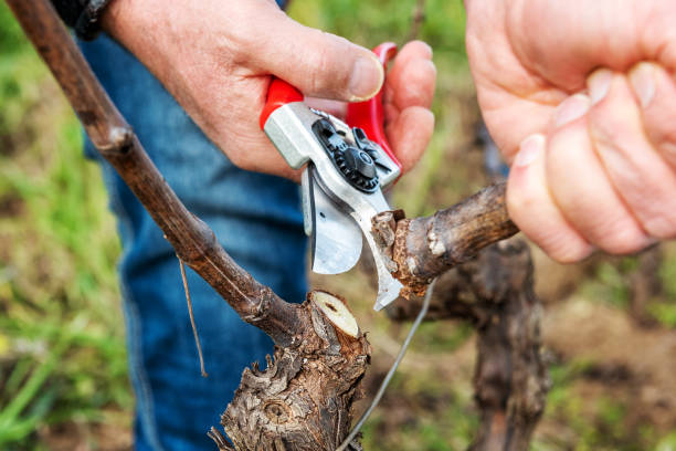 istock Farmer pruning the vine in winter. Agriculture. 1469506818