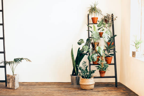 istock Potted plants and ladder in cozy room 1469506909
