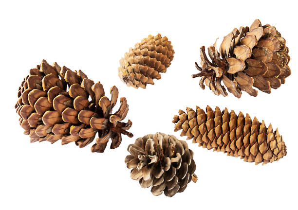istock Group of pine and fir cones close up, isolate on white background 1469507852