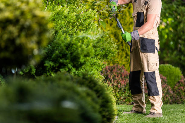 istock Garden Plants Shaping Work Performed by Professional Gardener 1469508187
