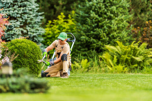 istock Landscape Gardening Professional Shaping Shrub 1469508234