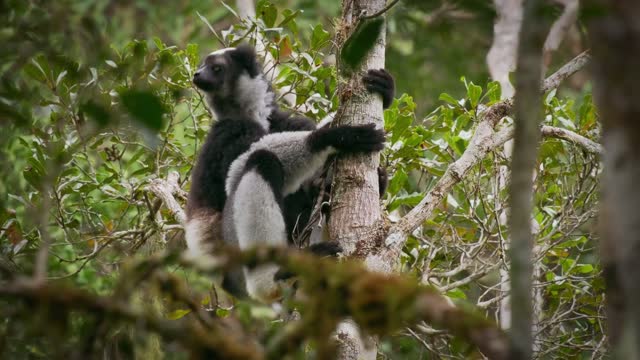 Indri indri - Babakoto the largest lemur of Madagascar has a black and white coat, climbing or clinging, moving through the canopy, herbivorous, feeding on leaves and seeds, fruits and flowers