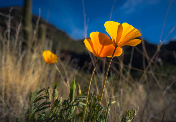 goldener kalifornischer mohn glänzt im sonnenlicht hoch in den mcdowell mountains - sonoran desert cactus flower head southwest usa stock-fotos und bilder