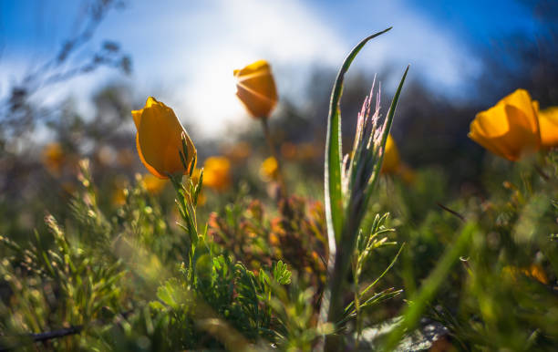 goldener kalifornischer mohn glänzt im sonnenlicht hoch in den mcdowell mountains - sonoran desert cactus flower head southwest usa stock-fotos und bilder