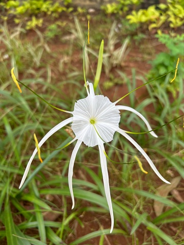 Hymenocallis littoralis or the beach spider lily is a plant species of the genus Hymenocallis, native to warmer coastal regions of Latin America