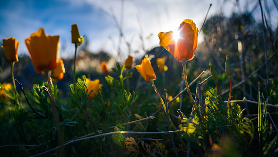 Golden California poppies shine in sunlight high in The McDowell Mountains