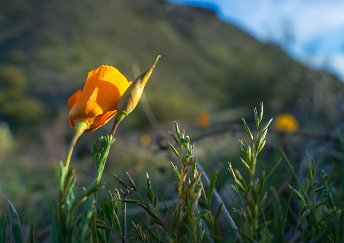 Golden California poppies shine in sunlight high in The McDowell Mountains
