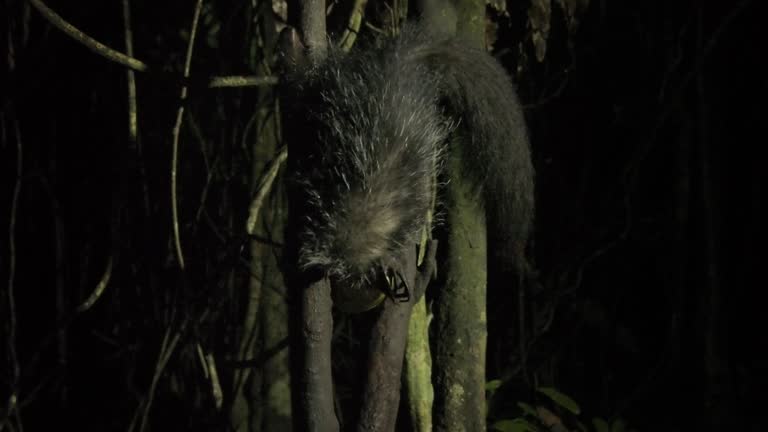 40+ Aye Aye Lemur Stock Videos and Royalty-Free Footage - iStock