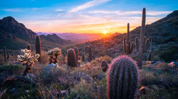 Sunset with saguaro and cholla cactus overlooking Sonoran Desert valley landscape with Scottsdale, AZ in the distance