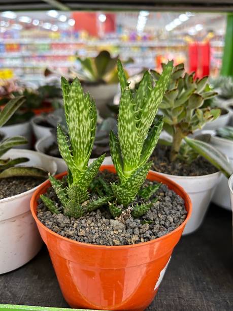 istock Cactus - Haworthiopsis fasciata 1469511074