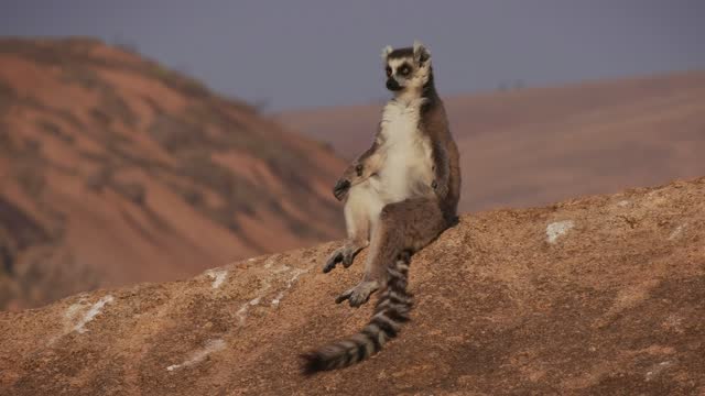 Ring-tailed Lemur - Lemur catta large strepsirrhine primate with long, black and white ringed tail, endemic to Madagascar and endangered, family warming on the sun