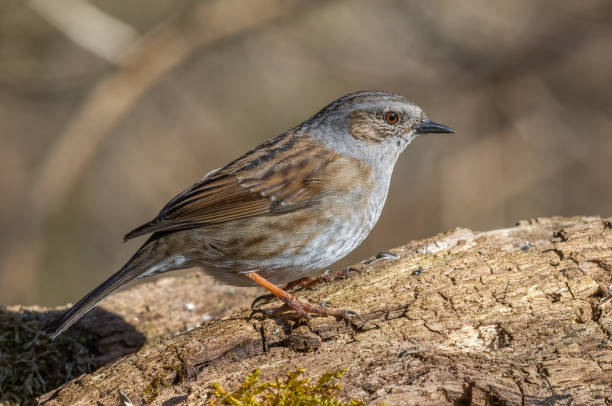 istock Dunnock (Prunella modularis) perched on a branch in the forest in winters. 1469512560