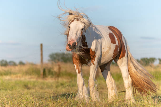 istock Irish cob horse hampered by flies in a pasture. 1469512576
