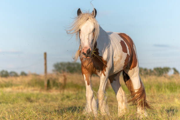 istock Irish cob horse hampered by flies in a pasture. 1469512580