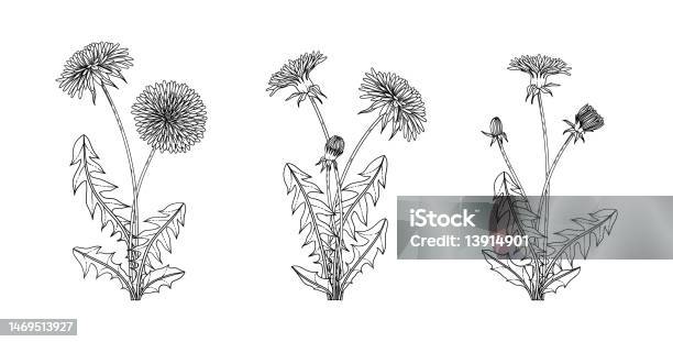 Hand Drawn Dandelion Floral Illustration Stock Illustration