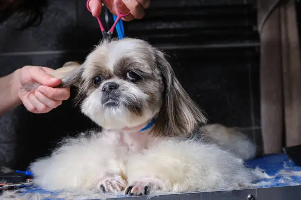 Groomer trimming laughing dog. Pet grooming with scissors. Female groomer haircut Shih tzu dog on the table for grooming in the beauty salon for dogs. Selective focus
