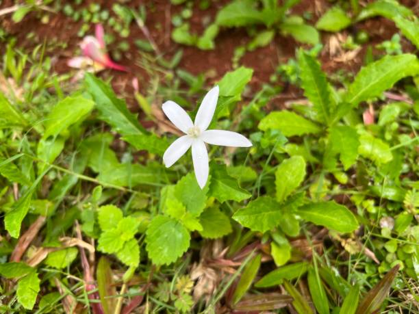 istock Flowers - Hippobroma longiflora 1469514549