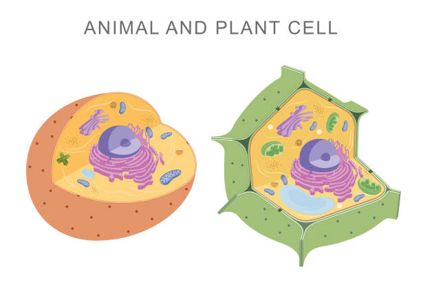 porównywanie komórek zwierzęcych i roślinnych - actin stock illustrations