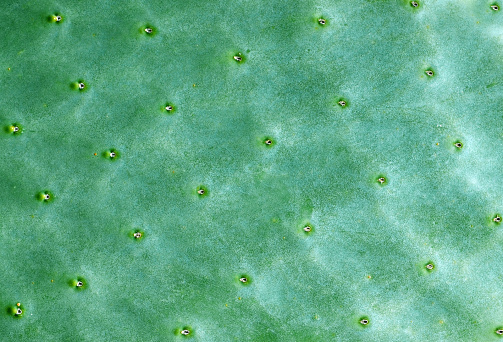 Cactus Background