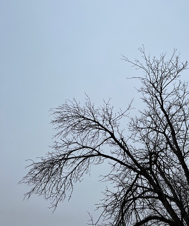 Dark, bare, tree branches against a gray sky