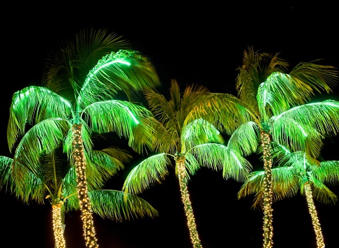 Holiday palm trees lit up with bright colors against a night sky. Palm trees lit up in green with tree trunks wrapped in light against a black night sky. Along Ocean drive in Miami Beach Florida.