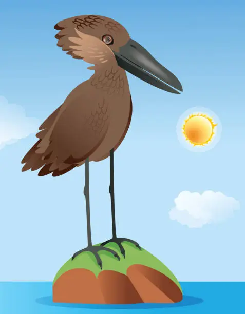 Vector illustration of Hamerkop, Scopus Umbretta