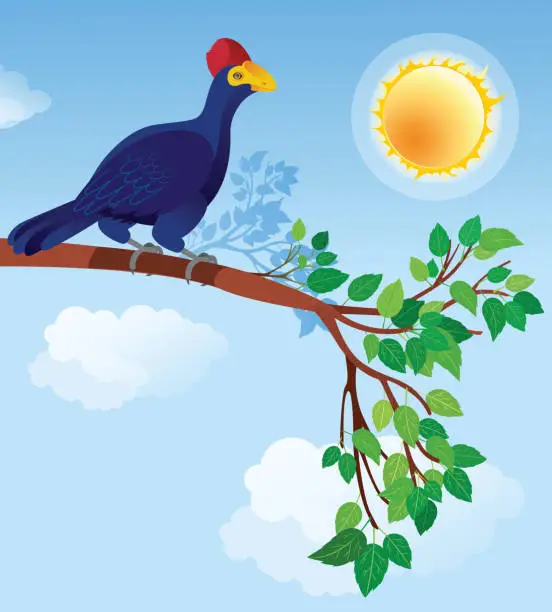 Vector illustration of Ross's turaco, Musophaga Rosae