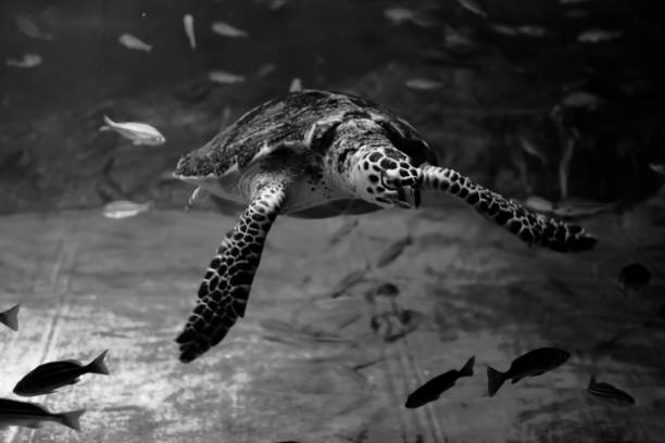 istock Sea turtle swimming among fish 1469519801