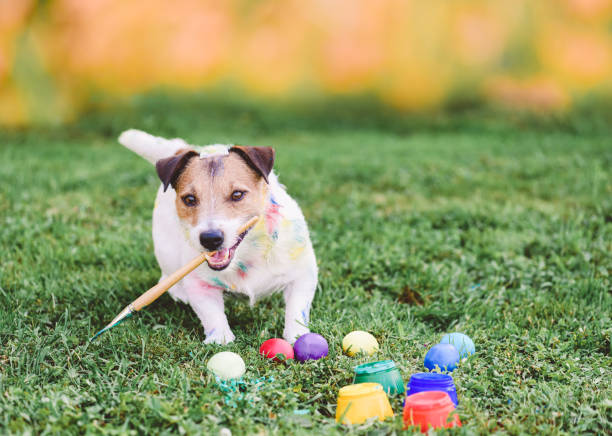 istock Funny dog stained with dye holding paint brush to decorate Easter eggs 1469520670