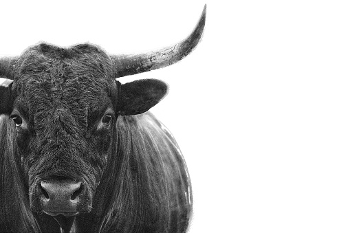 A Heritage Breed Pineywoods Bull Head, Face and Horns Closeup Black & White, North Carolina, USA