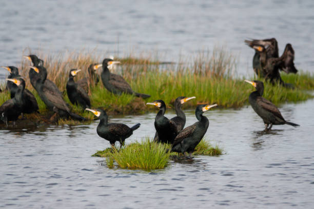 grande corvo-marinho (phalacrocorax carbo) - great black cormorant - fotografias e filmes do acervo