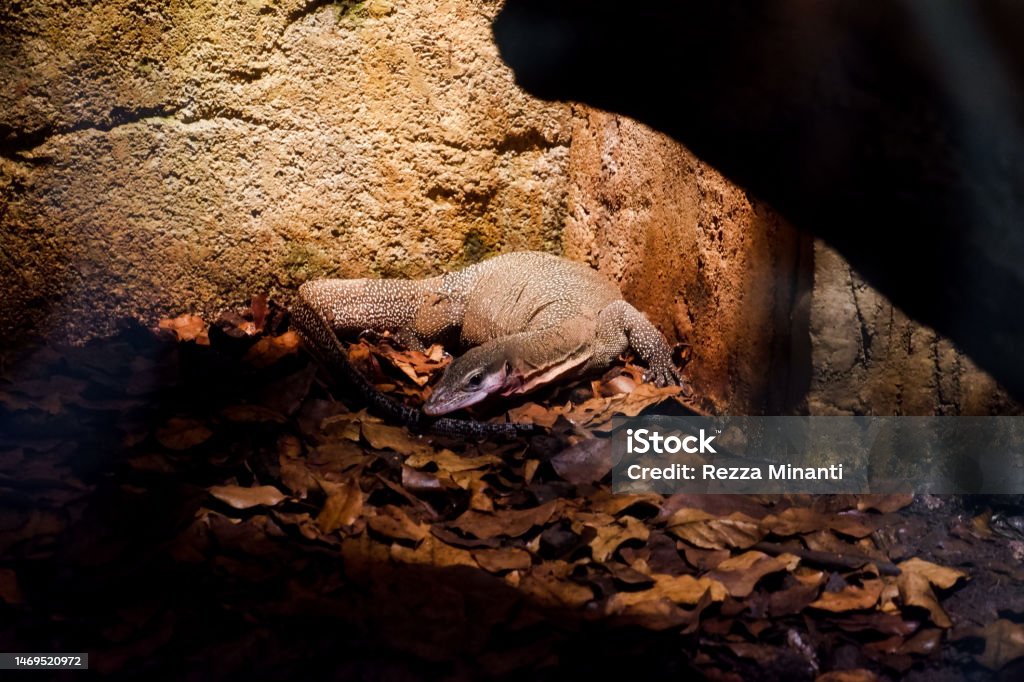 Selective focus of monitor lizards perched in a dark cage illuminated with lights. Amphibian Stock Photo