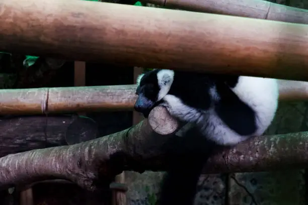 Photo of Selective focus of black and white ruffed lemurs sleeping on a tree.