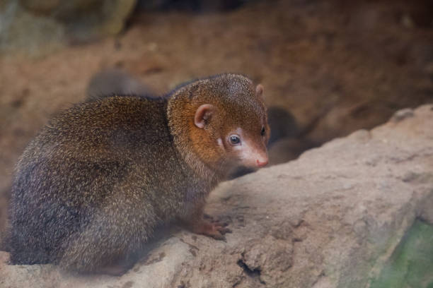istock Selective focus of cusimanse who is in his cage. 1469521068