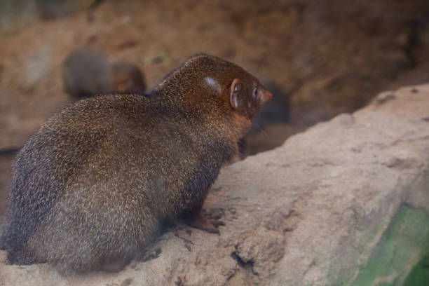 istock Selective focus of cusimanse who is in his cage. 1469521073