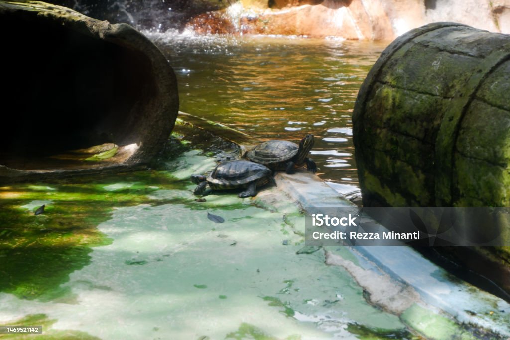 Selective focus of cumberland turtles that are near the pond. Animal Stock Photo