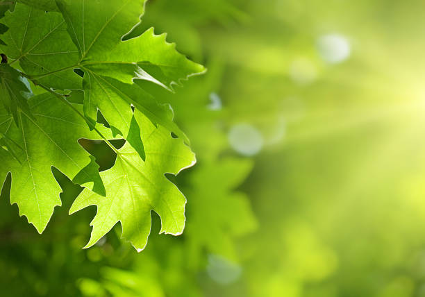 istock green leaves, shallow focus 146952161