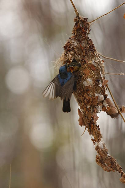 bird feeding stock photo