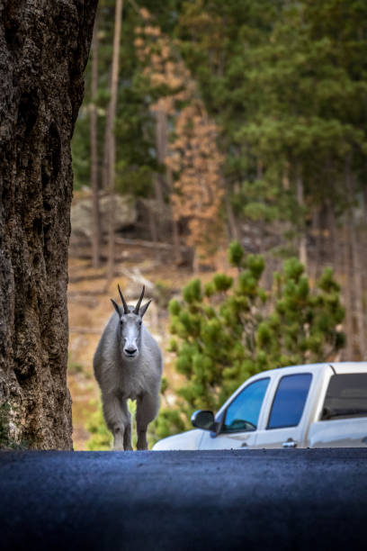 Mountain goat walking through the needles eye tunnel Mountain goat walking through the needles eye tunnel needles eye stock pictures, royalty-free photos & images