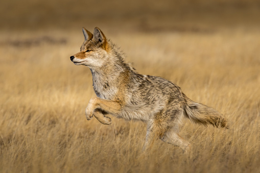 Coyote running on the prarie
