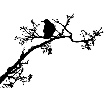 Raven Silhouette on a branch