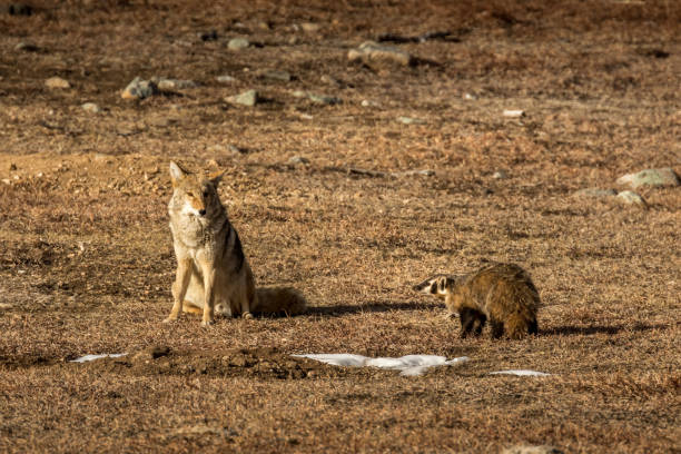 American Badger with Coyote