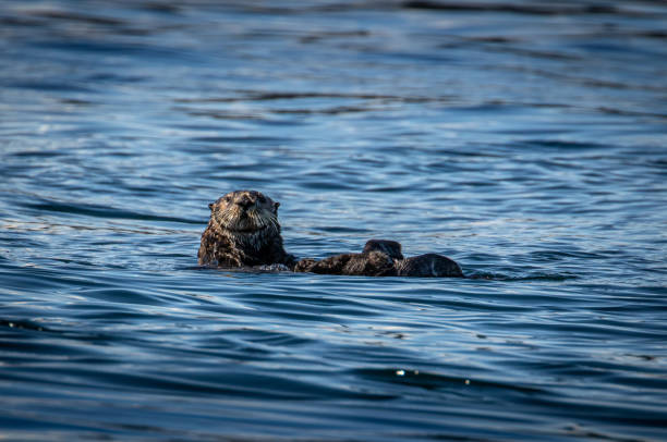 istock Inquisitive Sea Otter in the Broughton Archipelago 1469523735