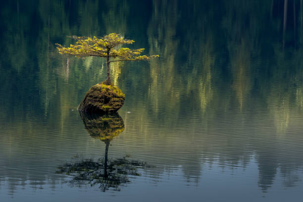 istock Cllose view of Fairly Lake floating tree with reflection 1469523742