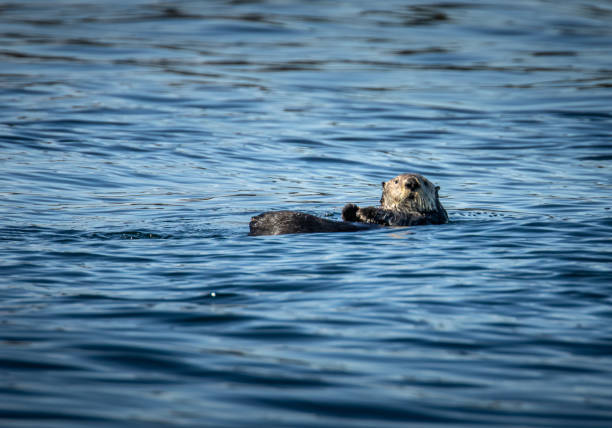 istock Cute Sea Otter in the Broughton Archipelago 1469523745