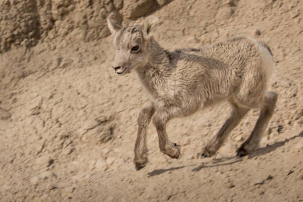 Bighorn sheep lamb running in the badlands